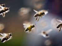 Пасека на балконе: городское разведение пчел набирает популярность