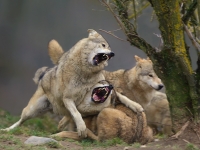 В Лигурии нашествие волков – фермеры требуют разрешить охоту 