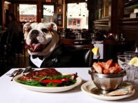 Пригласить собаку в ресторан - в Италии отсутствует запрет на пронос животных в места общественного питания