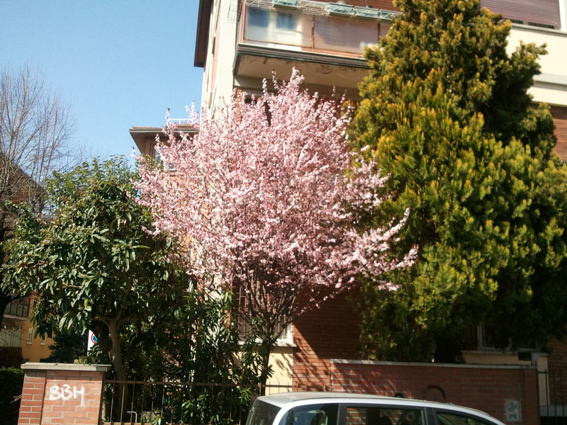 Весна в Италии: Болонья в цвету