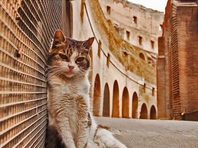 В Италии можно застраховать кошек и собак