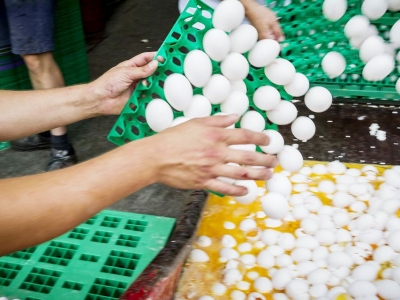 Зараженные фипронилом яйца не поступали в продажу в Италии