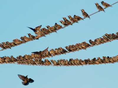 «Птичку жалко» – в Риме повторный массовый мор птиц 