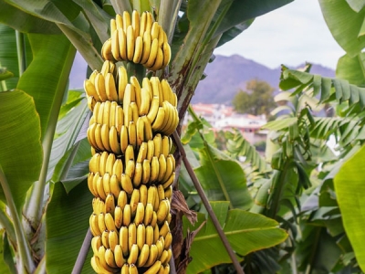 Глобальное потепление - итальянские фермеры вместо апельсинов выращивают бананы, папайю и киви