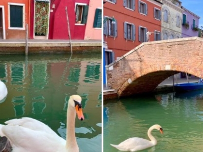 В Италии больше жертв, чем в Китае, но в каналах Венеции плавают лебеди