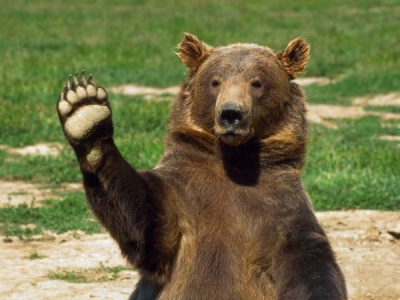 В Италии презумпция невиновности распространяется и на медведей