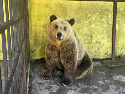 Отсутствие туристов привело к росту популяции медведей – звери нападают на людей