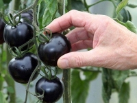 Черные помидоры – скоро в продаже!