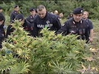 Исламское Государство можно победить легализацией марихуаны