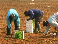 Рабство в сельском хозяйстве Италии – правительство ужесточает борьбу