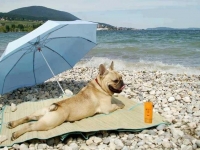 Защитники прав животных хотят разрешить собакам загорать на пляжах