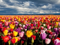 Возле Милана открылся сад из 250 тысяч тюльпанов