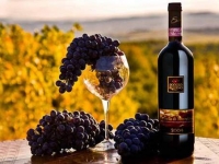 Урожай винограда в Италии снизился на 25%, но экспорт вина - вырос
