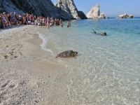 Tartaday – итальянцы встали на защиту морских черепах