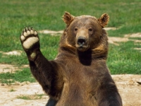 В Италии презумпция невиновности распространяется и на медведей