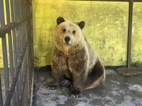 Отсутствие туристов привело к росту популяции медведей – звери нападают на людей